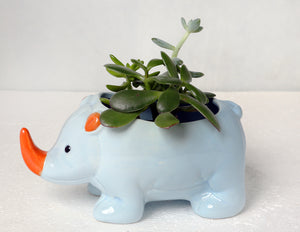 Blue Hippo Succulent Vase